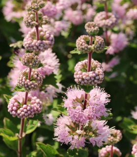 Caryopteris clandonensis 'Pavilion Pink'